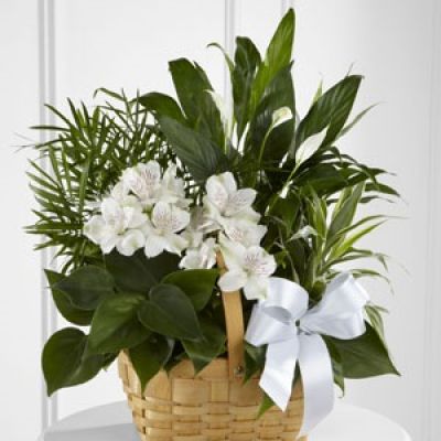 The FTD® Peace & Serenity™ Dishgarden is a gorgeous way to convey your deepest sympathies for your special recipient's loss. A collection of incredibly beautiful plants accented by stems of white Peruvian lilies. The presentation arrives in a natural woodchip rectangular basket accented with a white satin ribbon, to commemorate the life of the deceased and offer comfort and peace with its lush elegance.